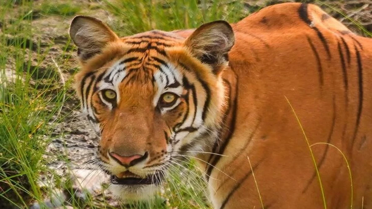 4 Nights 5 Days Bardia Jungle Safari Tour