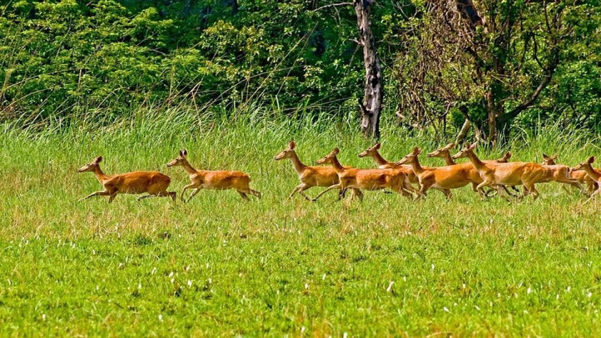 3 Nights 4 Days Chitwan Jungle Safari Tour Overview