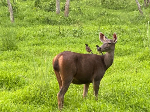 3 Nights 4 Days Chitwan Jungle Safari Tour Overview